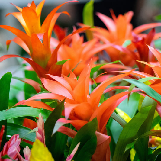 Guzmania spp. - Bromélia