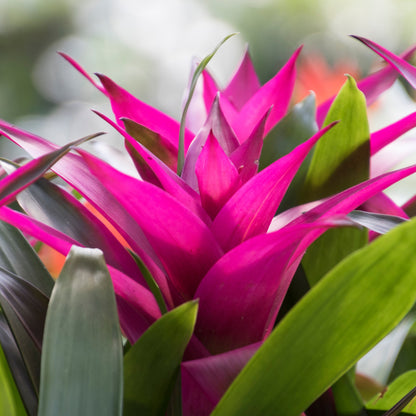 Guzmania spp. - Bromélia