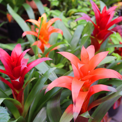Guzmania spp. - Bromélia