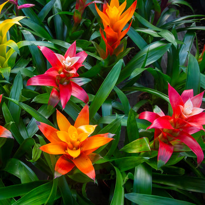 Guzmania spp. - Bromélia