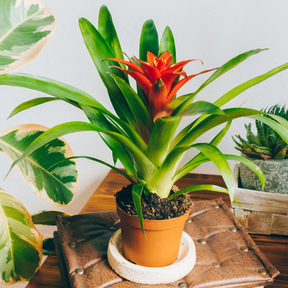 Guzmania spp. - Bromélia