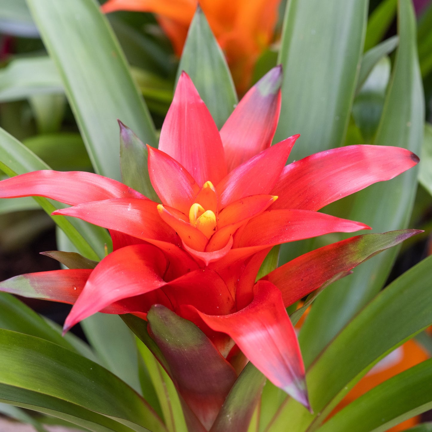 Guzmania spp. - Bromélia
