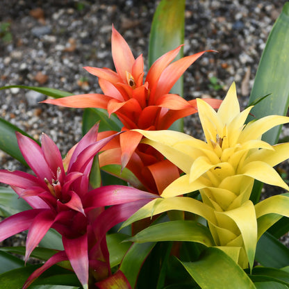 Guzmania spp. - Bromélia
