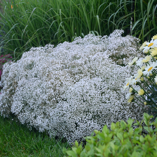 Gypsophila paniculata 'Summer Sparkles' – Gypsophile paniculée (syn. Soupir de bébé)