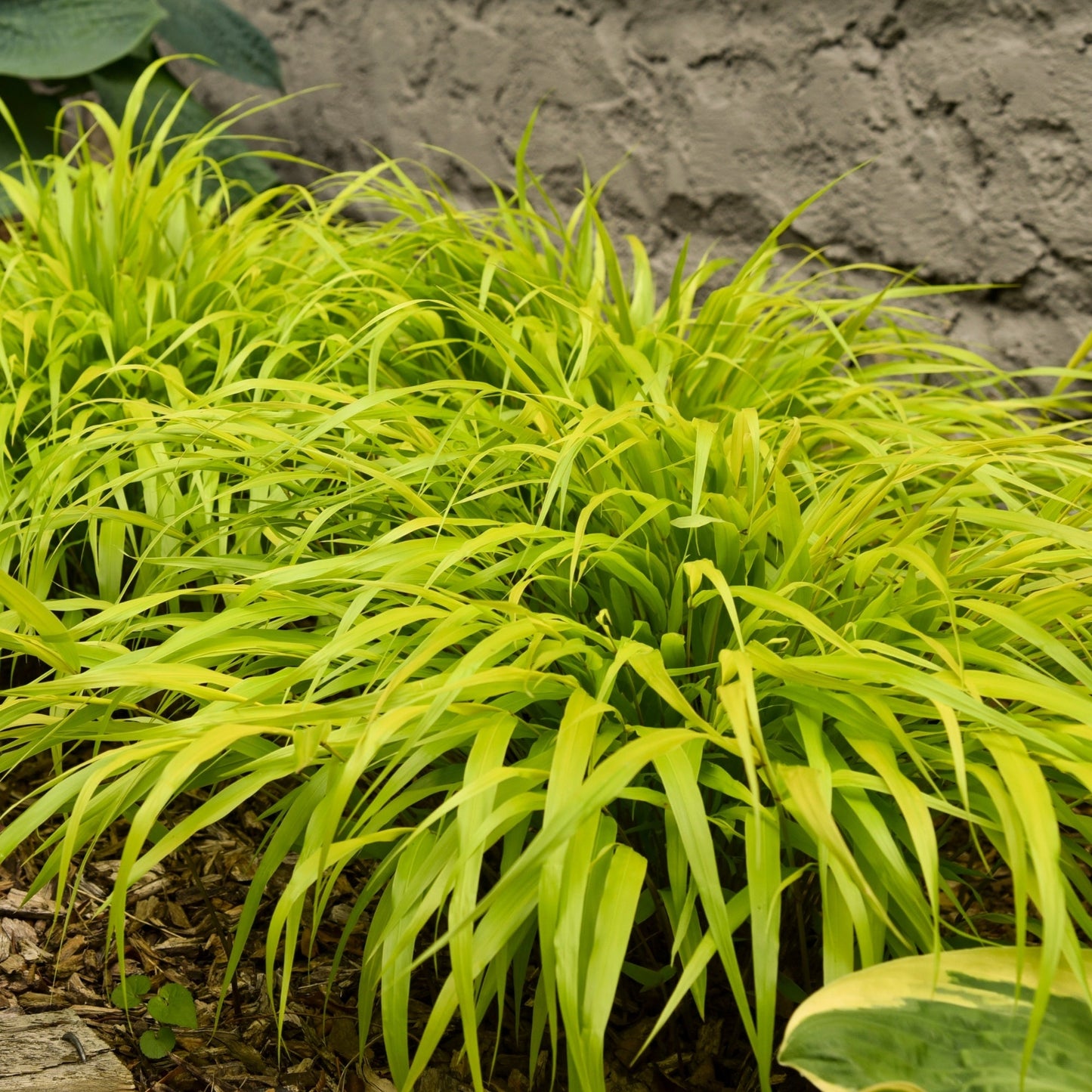 Herbe du Japon 'All Gold'