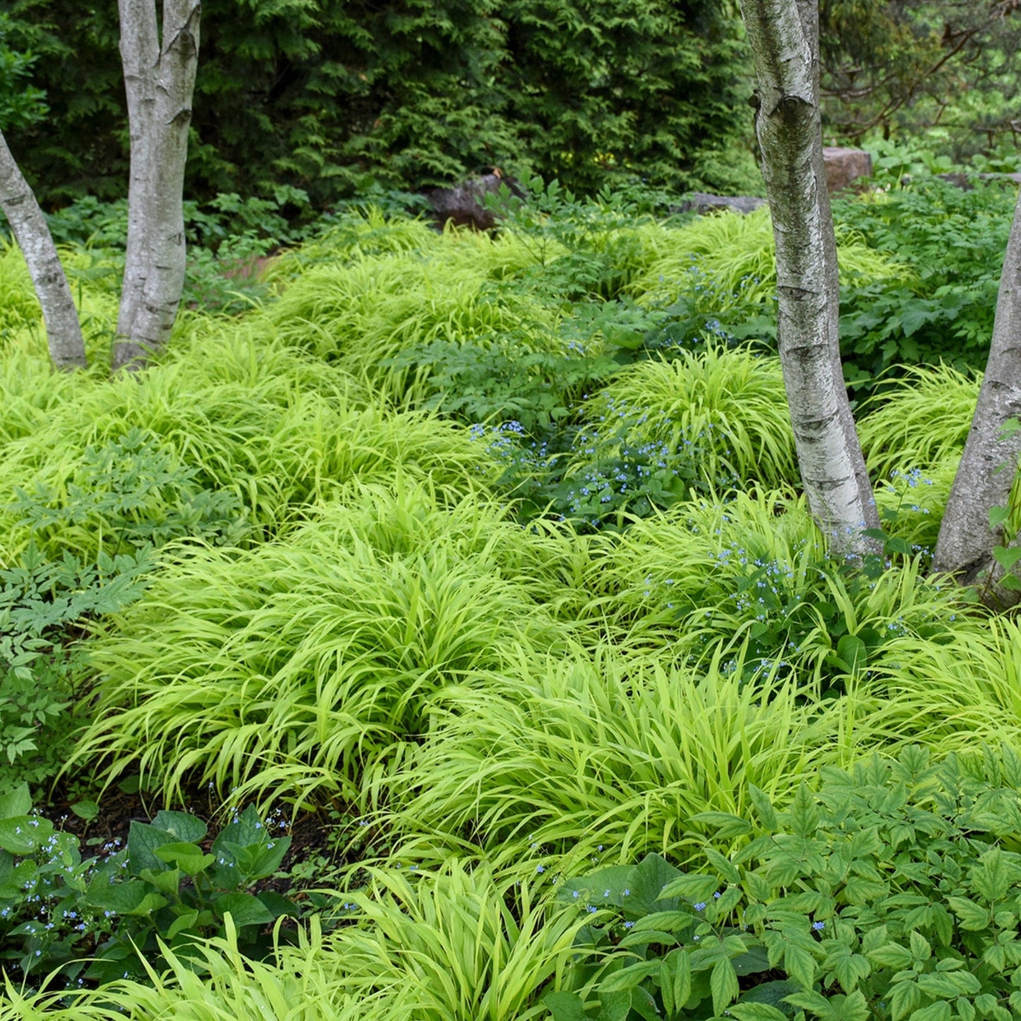 Herbe du Japon 'All Gold'