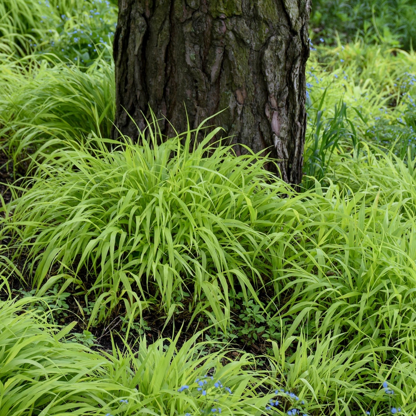 Herbe du Japon 'All Gold'