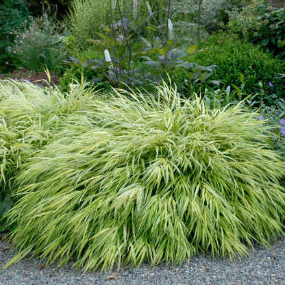 Aureola' Japanese Hakone Grass