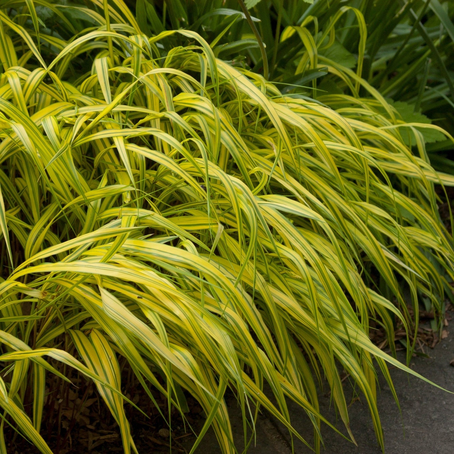 Aureola' Japanese Hakone Grass