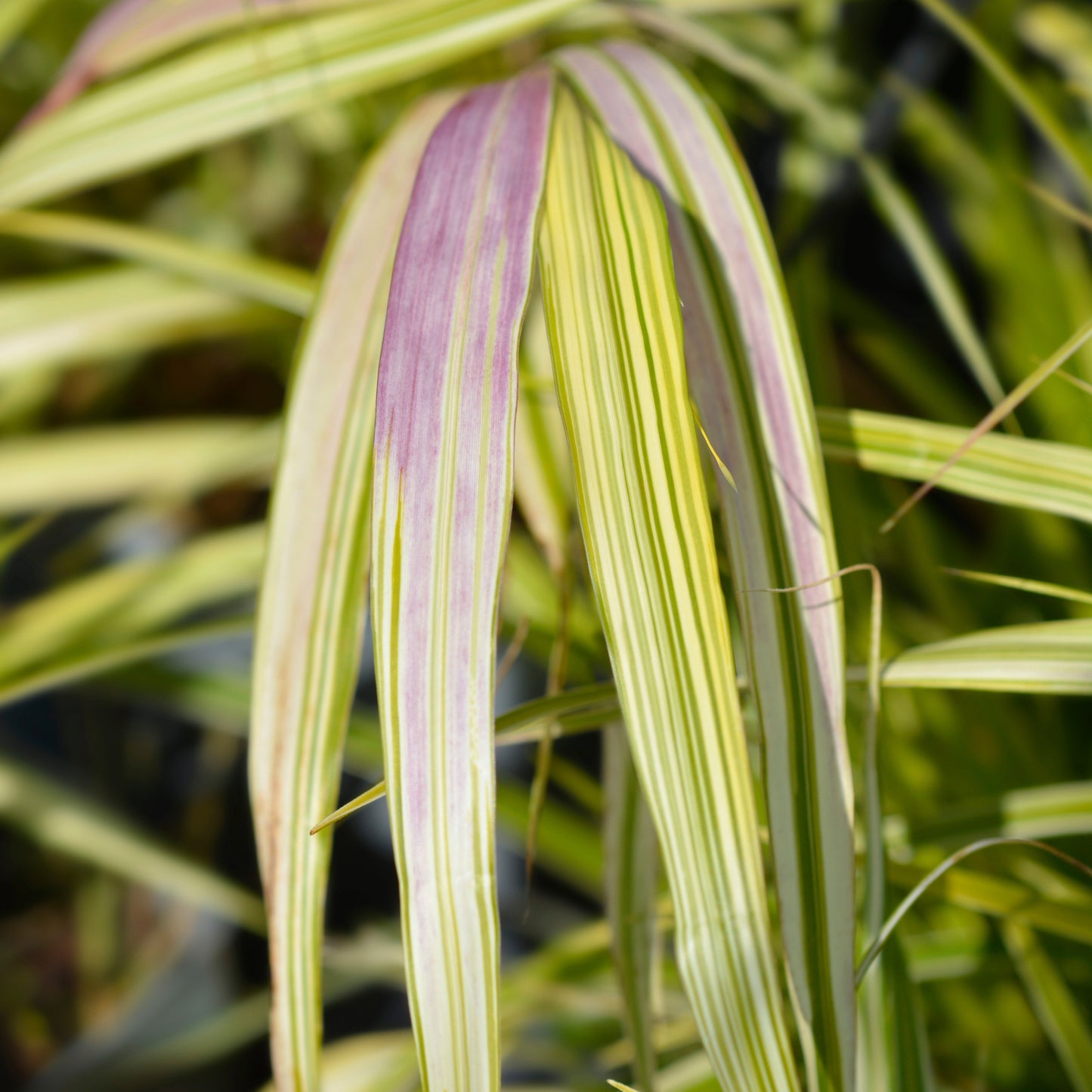 Aureola' Japanese Hakone Grass