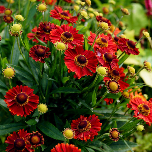 MARIACHI™ Salsa Sneezeweed