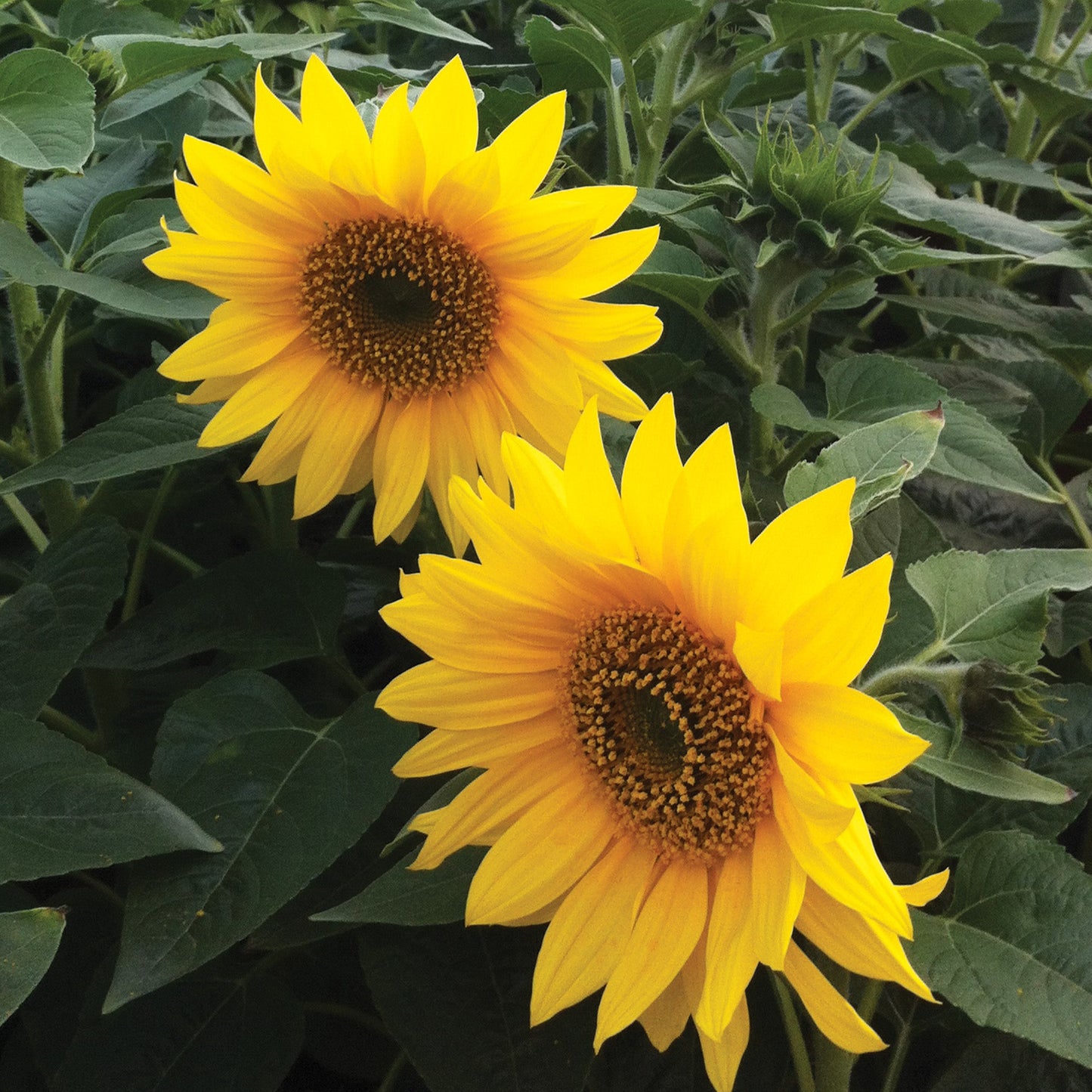 PACINO Gold Sunflower