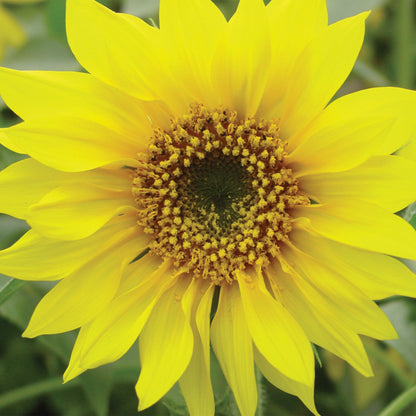 PACINO Gold Sunflower