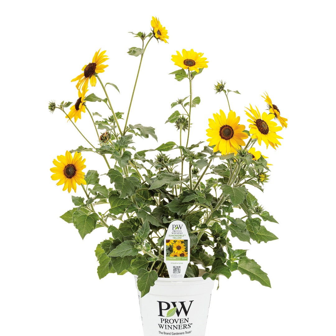 Helianthus 'Suncredible® Yellow' – Suncredible® Yellow Sunflower
