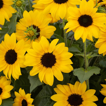 Helianthus 'Suncredible® Yellow' – Suncredible® Yellow Sunflower