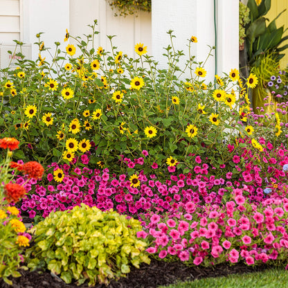 Helianthus 'Suncredible® Yellow' – Suncredible® Yellow Sunflower