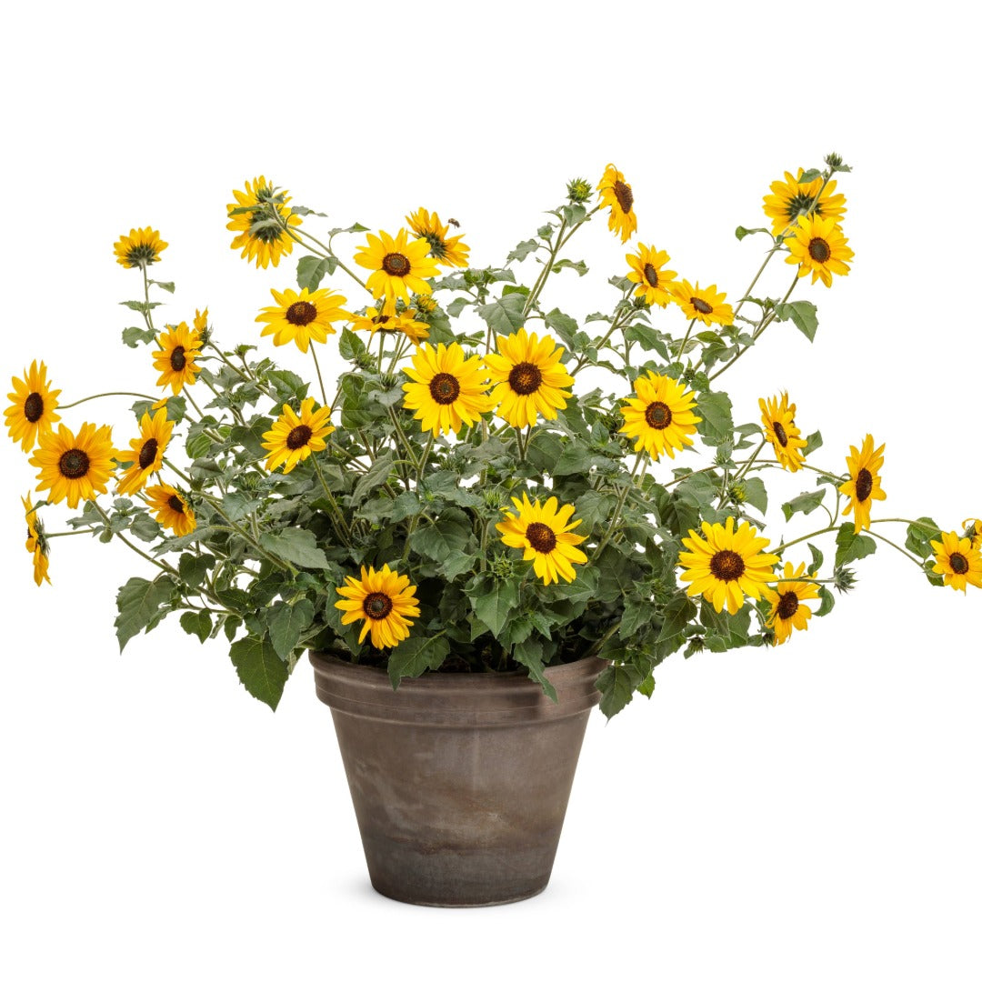 Helianthus 'Suncredible® Yellow' – Suncredible® Yellow Sunflower