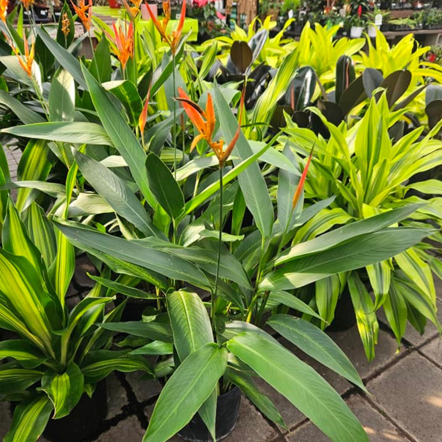 Heliconia spp. - False Bird of Paradise