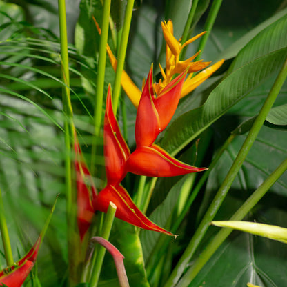 Heliconia spp. - False Bird of Paradise