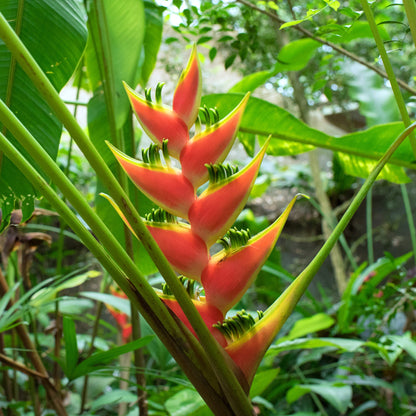 Heliconia spp. - False Bird of Paradise