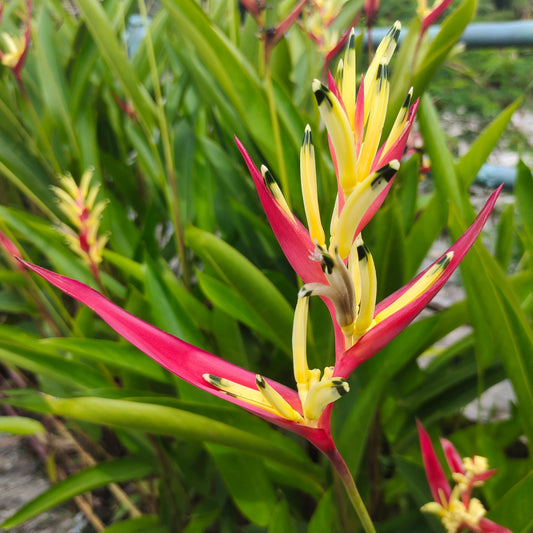 Heliconia spp. - Héliconia (Faux oiseau de paradis)