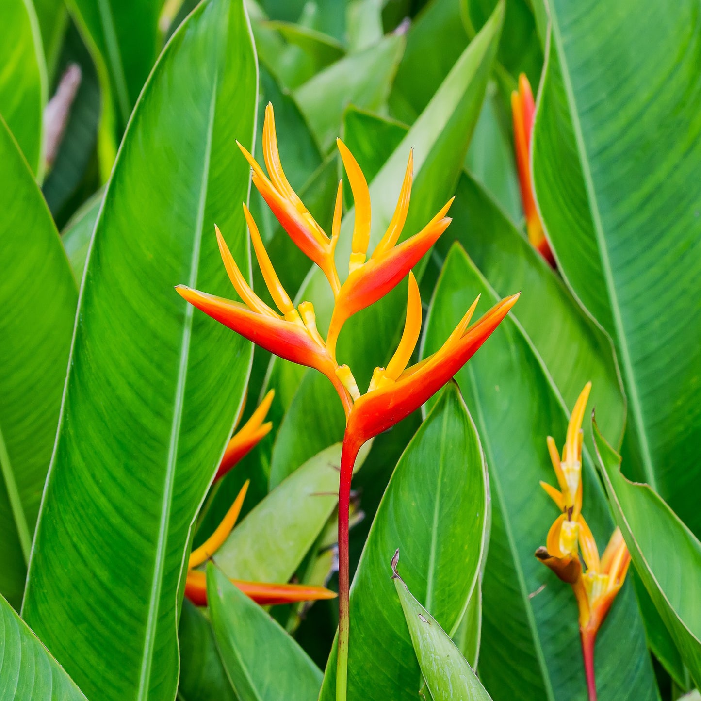 Heliconia spp. - False Bird of Paradise