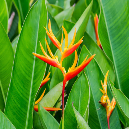 Heliconia spp. - False Bird of Paradise