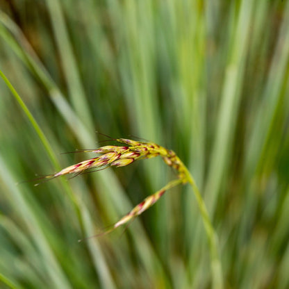 Helictotrichon sempervirens - Avoine bleue