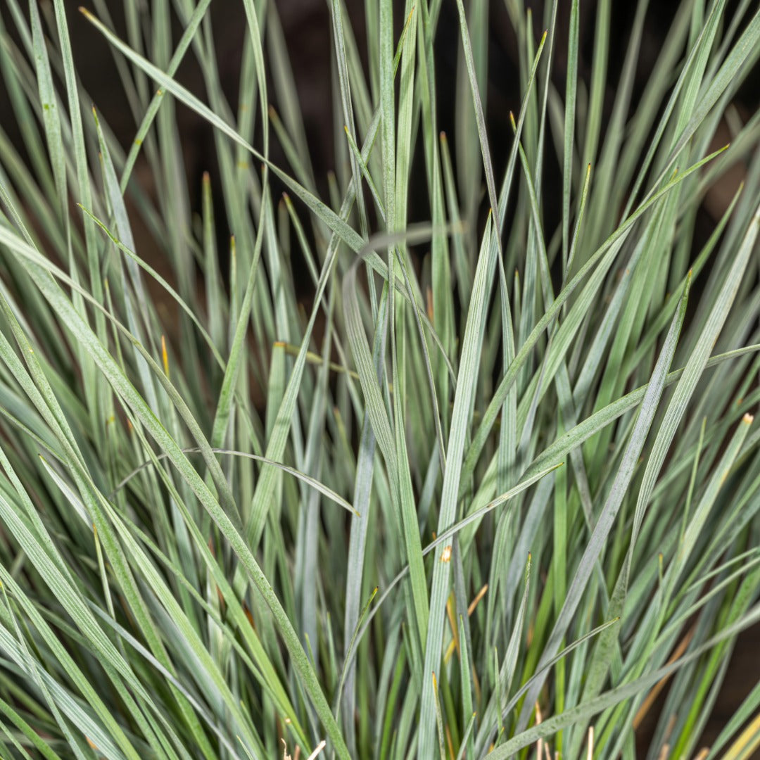 Helictotrichon sempervirens - Avoine bleue