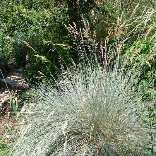 Helictotrichon sempervirens - Avoine bleue