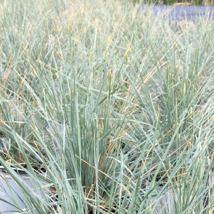 Helictotrichon sempervirens - Avoine bleue