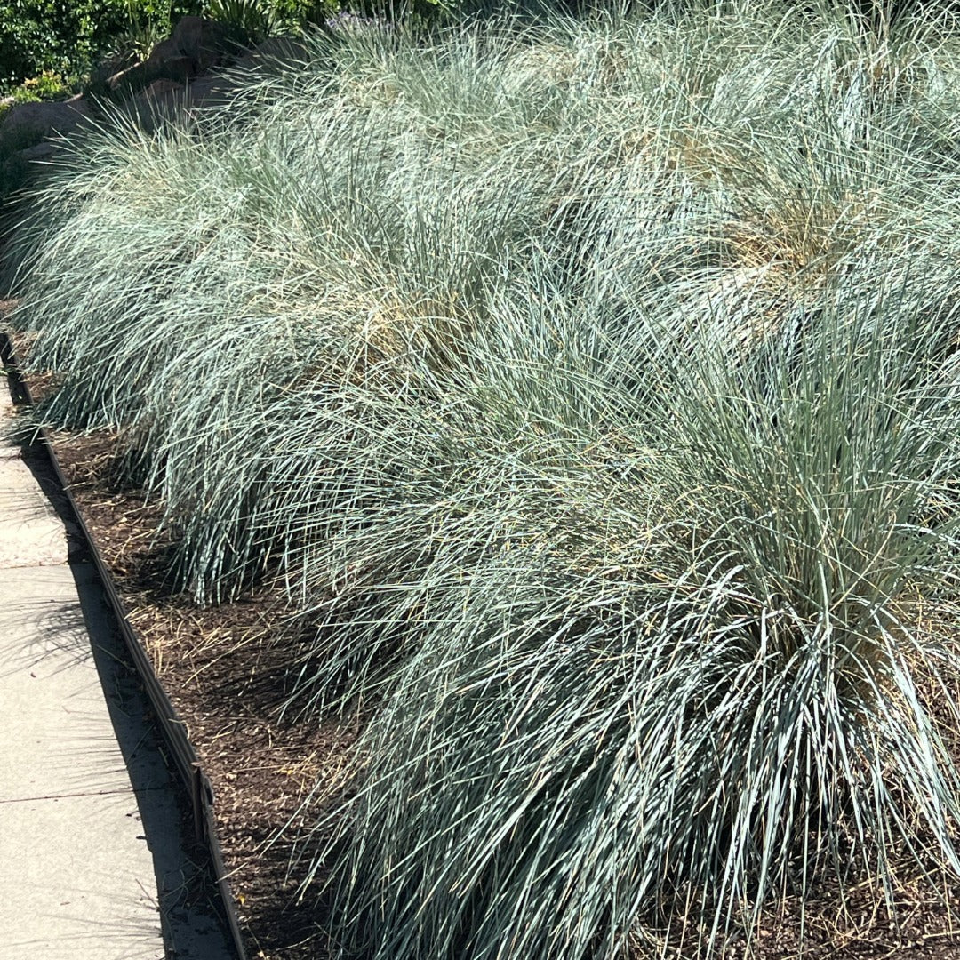 Helictotrichon sempervirens - Avoine bleue