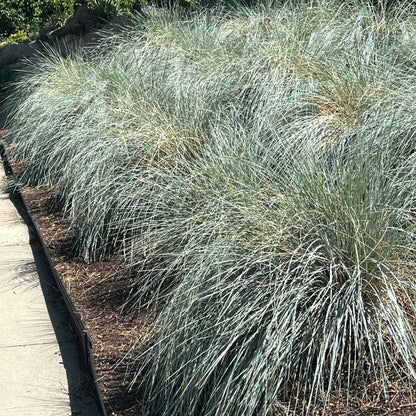 Helictotrichon sempervirens - Avoine bleue