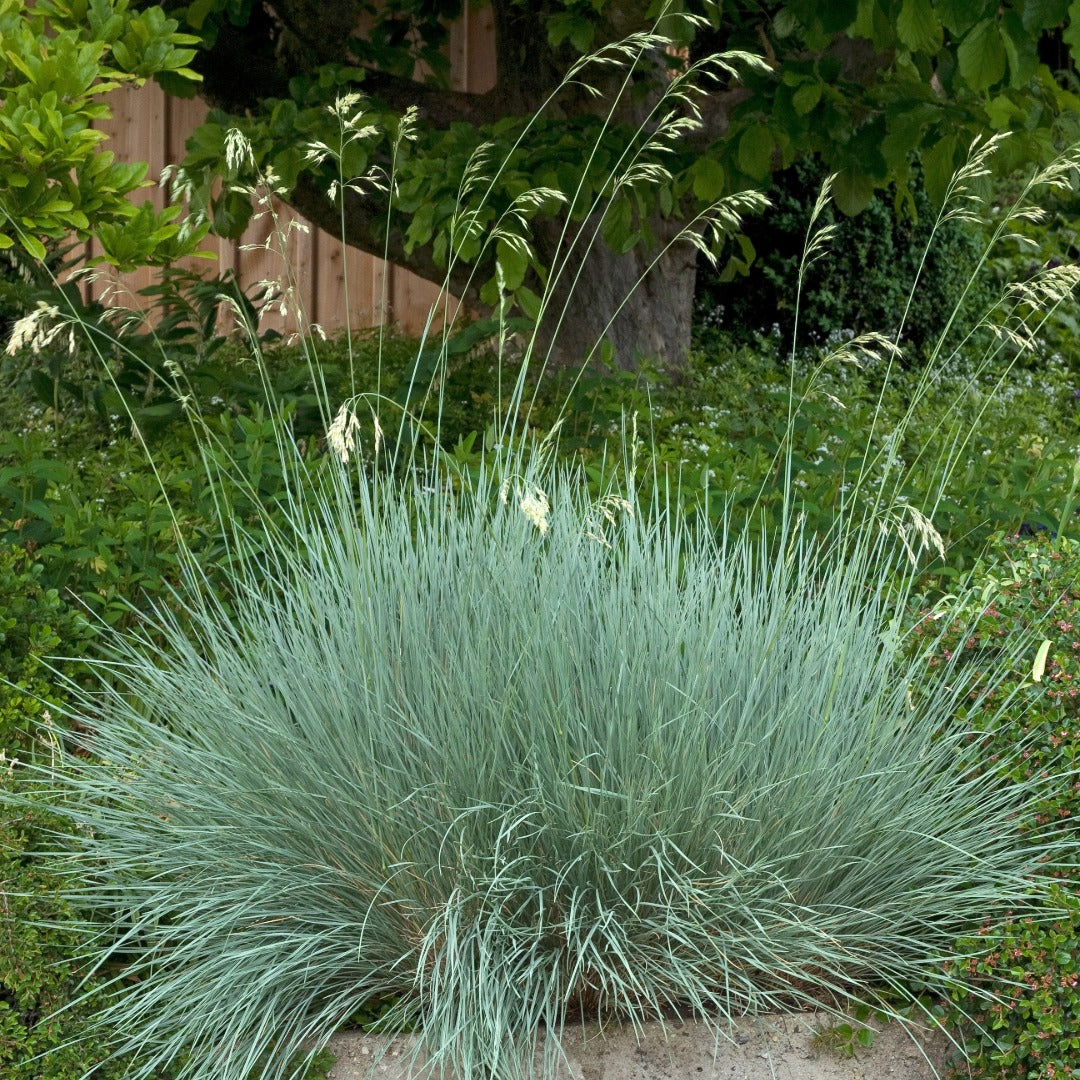 Helictotrichon sempervirens - Avoine bleue