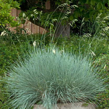 Helictotrichon sempervirens - Avoine bleue
