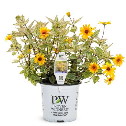 Heliopsis 'Touch of Blush' – Héliopside 'Touch of Blush'