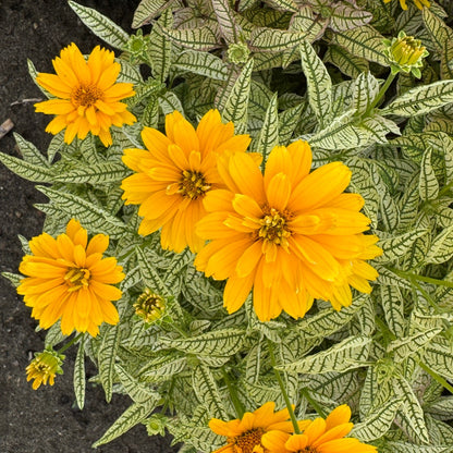 Heliopsis 'Touch of Blush' – Héliopside 'Touch of Blush'