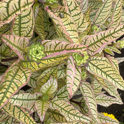 Heliopsis 'Touch of Blush' – Héliopside 'Touch of Blush'