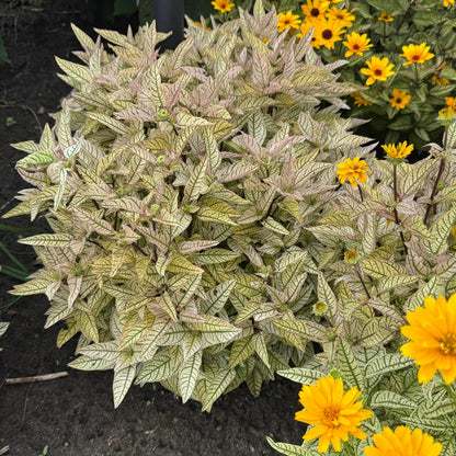 Heliopsis 'Touch of Blush' – Héliopside 'Touch of Blush'