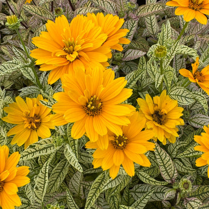 Heliopsis 'Touch of Blush' – Héliopside 'Touch of Blush'