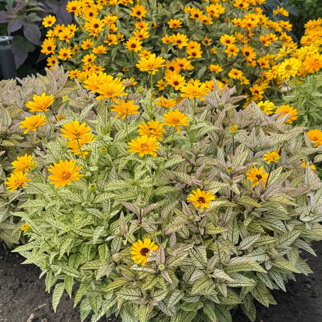 Heliopsis 'Touch of Blush' – Héliopside 'Touch of Blush'