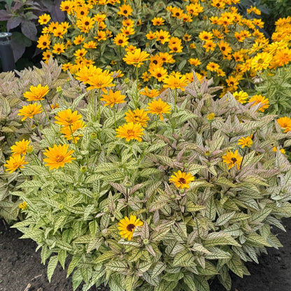 Heliopsis 'Touch of Blush' – Héliopside 'Touch of Blush'