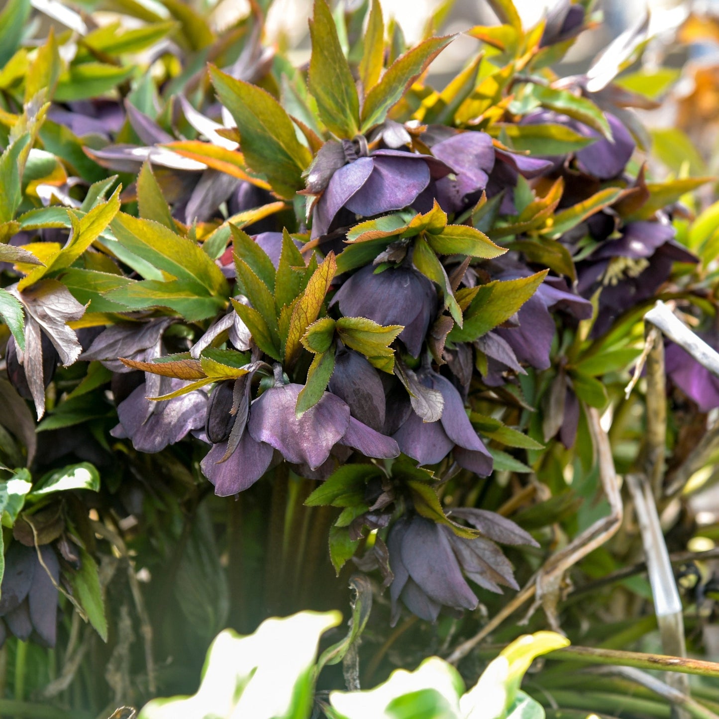 HONEYMOON® New York Night Lenten Rose