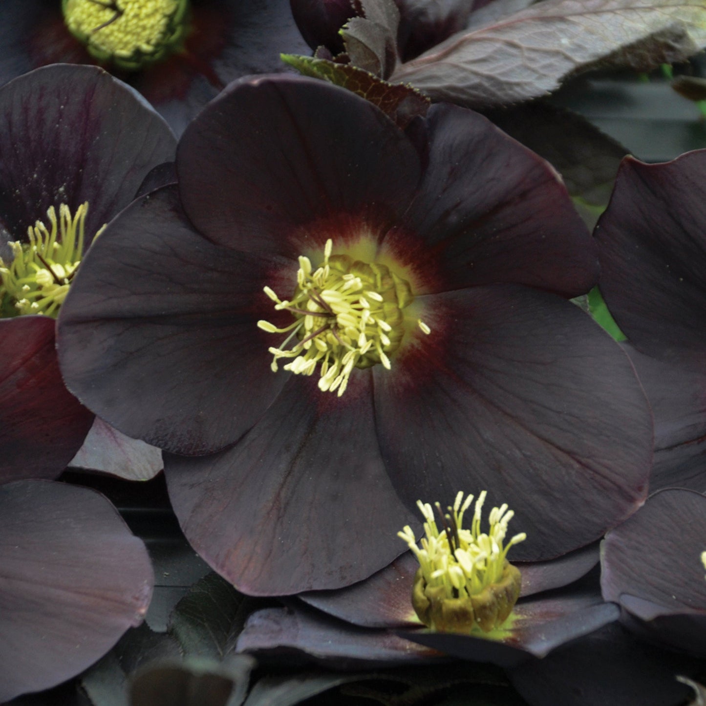 HONEYMOON® New York Night Lenten Rose