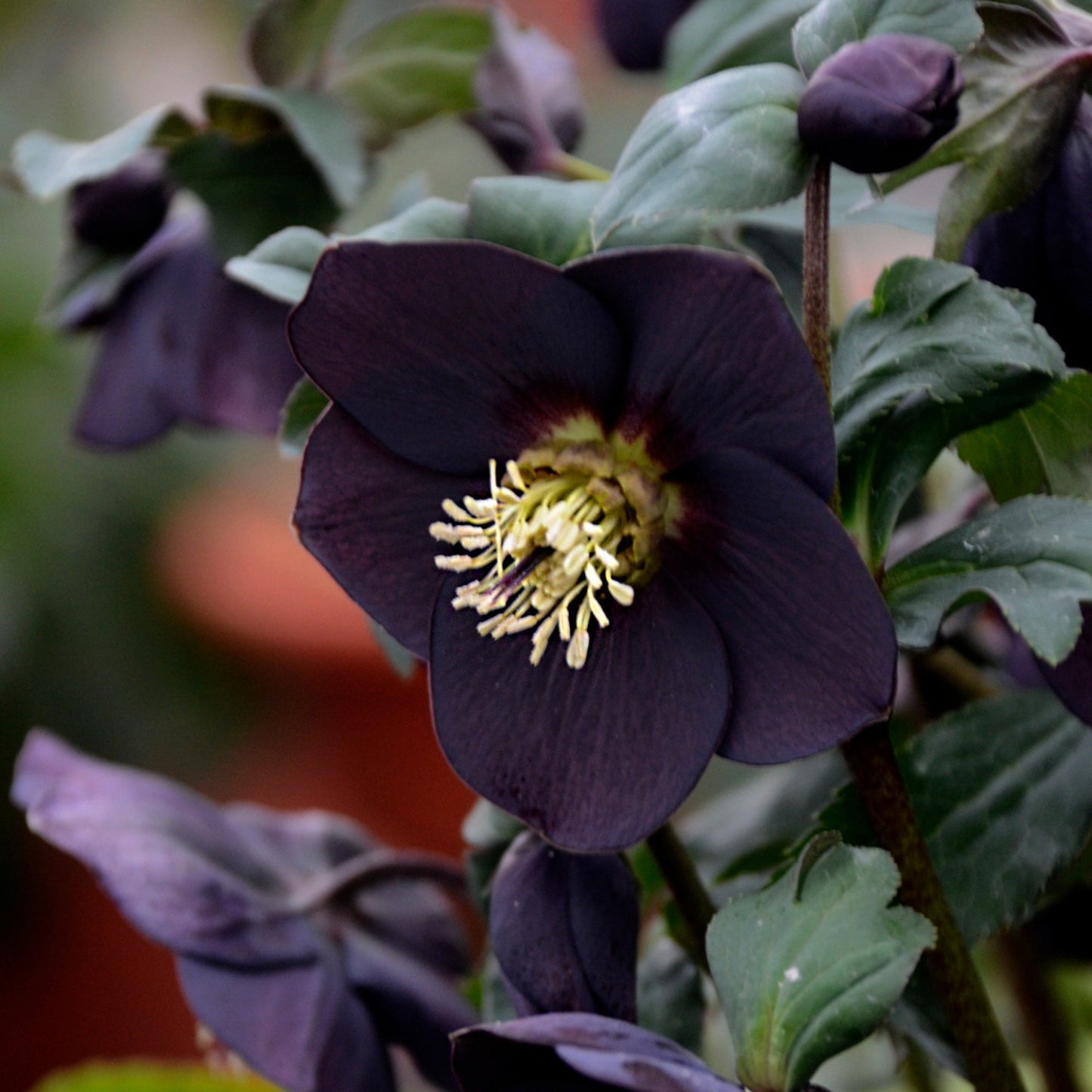 HONEYMOON® New York Night Lenten Rose