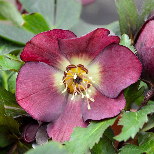 HONEYMOON® Rome in Red Lenten Rose