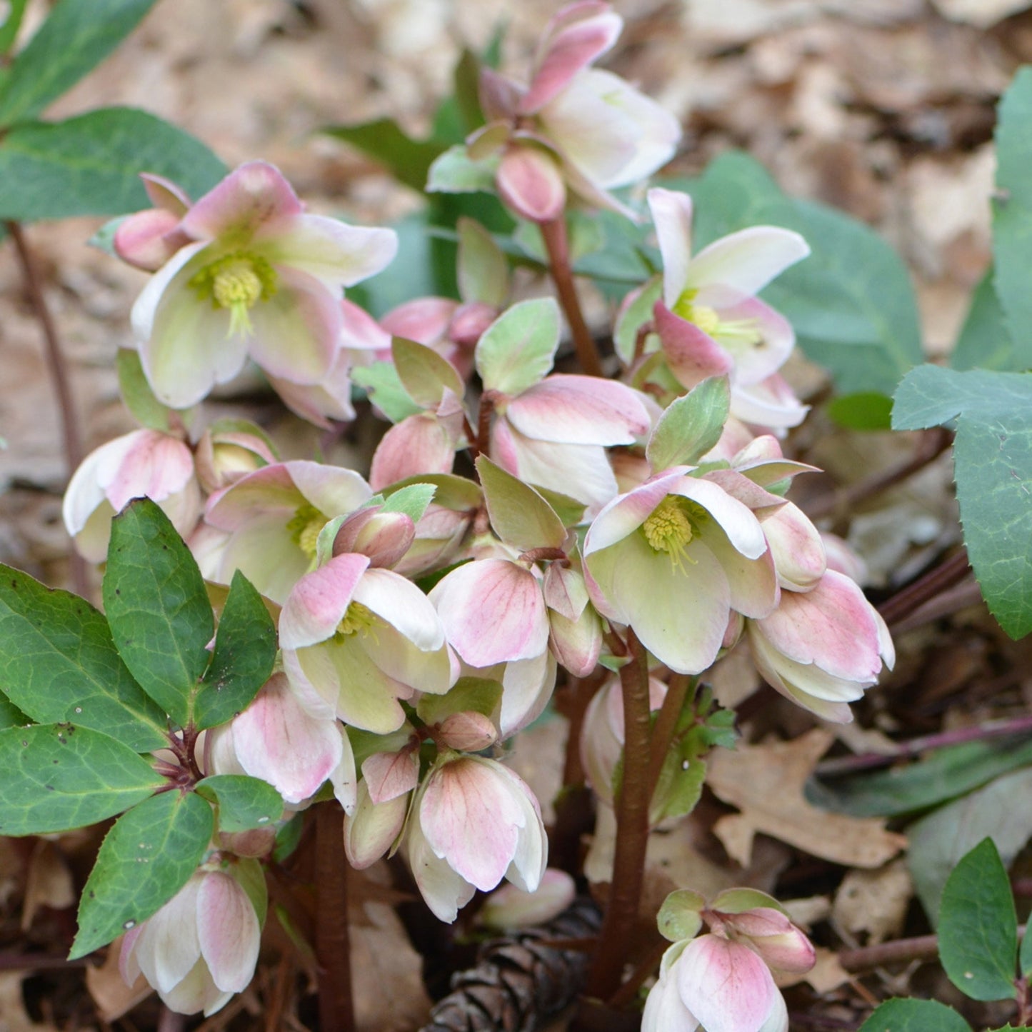 WALBERTON’S® Ivory Prince Lenten Rose