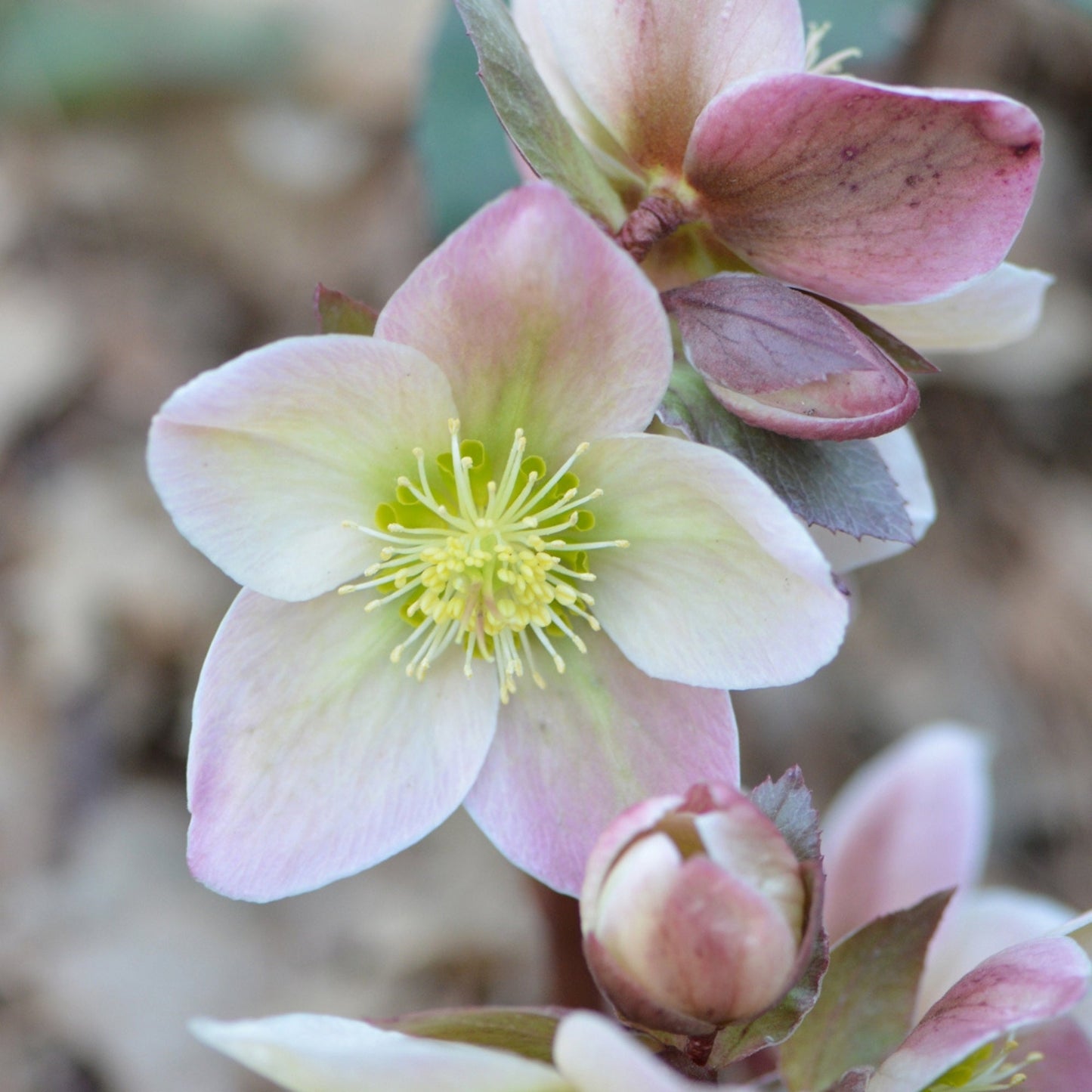 WALBERTON’S® Ivory Prince Lenten Rose