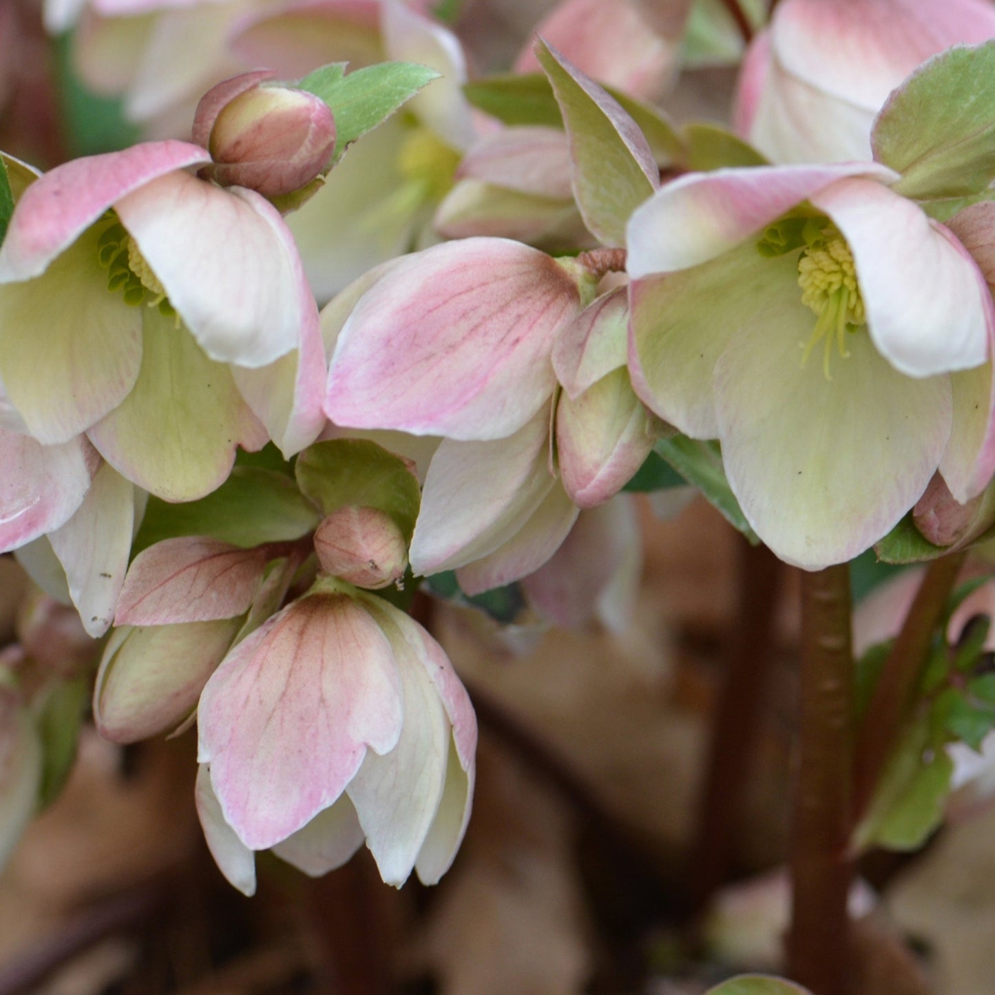 WALBERTON’S® Ivory Prince Lenten Rose