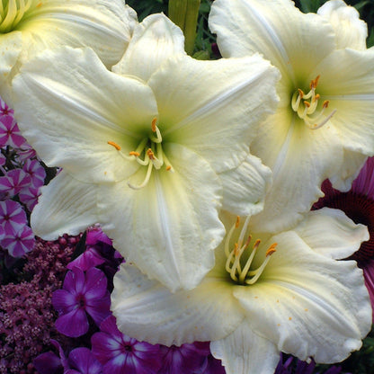  'Joan Senior' Daylily